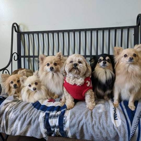 Furry Friends Inc. Doggie Daycare & Spaw | 955 Century Dr, Burlington, ON L7L 5J8, Canada | Phone: (289) 828-1367