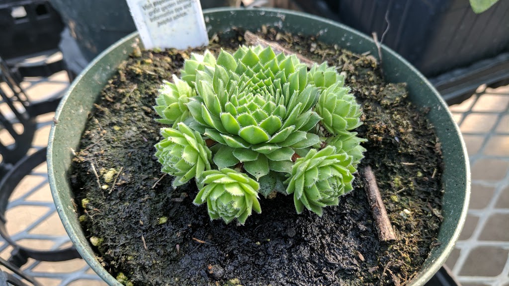 Sumka Brothers Greenhouses (1977) | 328 Peguis St, Winnipeg, MB R3W 1R4, Canada | Phone: (204) 661-9229