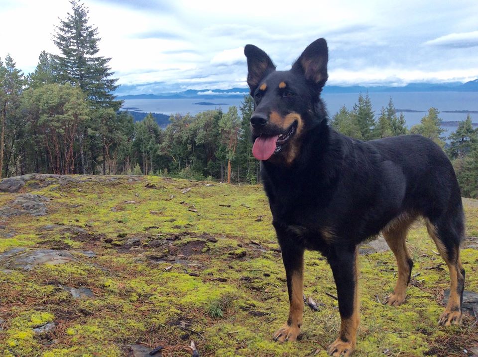 WAVES -westcoast animal veterinary emergency specialty hospital | 947 Langford Pkwy, Victoria, BC V9B 0A5, Canada | Phone: (778) 432-4322