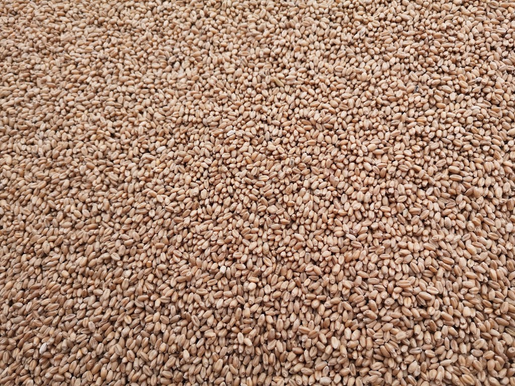 Manitou Seed Cleaning | SK-2, Young, SK S0K 4Y0, Canada | Phone: (306) 716-6216