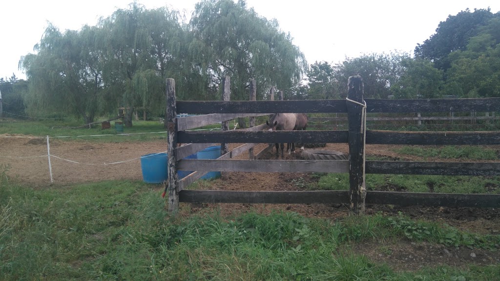 Tanglewood Farm | 31 Zufelt Rd, Consecon, ON K0K 1T0, Canada | Phone: (613) 392-8239