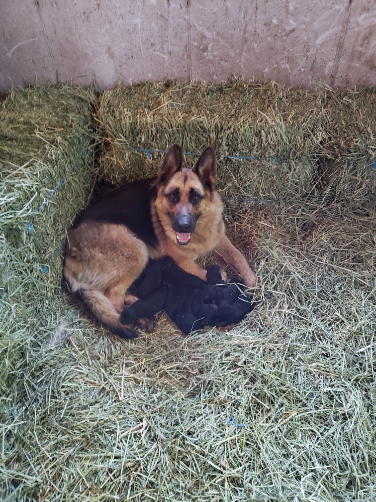 Crosshill Kennels | 4862 William Hastings Line Crosshill, Millbank, ON N0K 1L0, Canada | Phone: (519) 897-6757