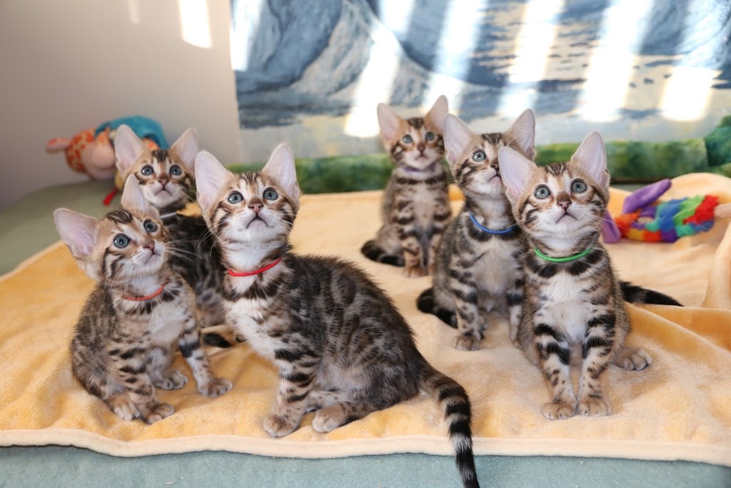 JungleBeauty Bengals | 53 Shaftsbury Dr, Kitchener, ON N2A 2W5, Canada | Phone: (226) 792-9898