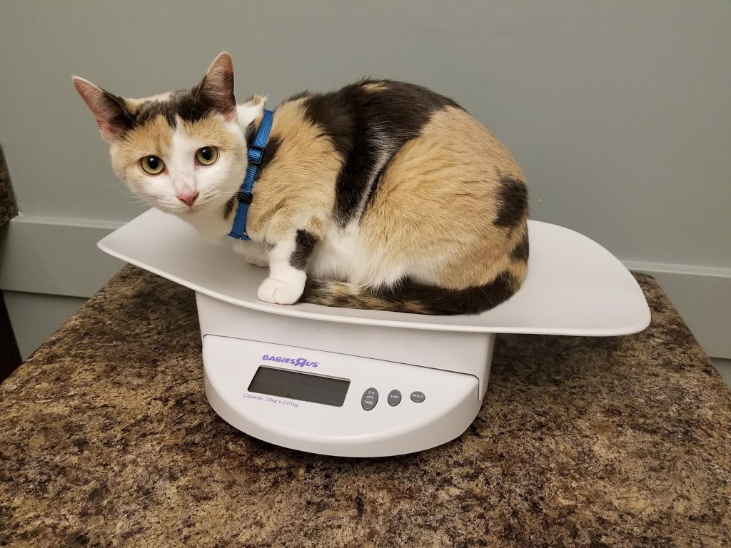 Paris Veterinary Clinic | 321 Grand River St N, Paris, ON N3L 2N9, Canada | Phone: (519) 442-2522