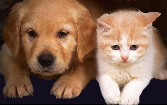 Richmond Veterinary House Call Services | 105 Lacewood Dr, Richmond Hill, ON L4S 0E6, Canada | Phone: (647) 873-3194