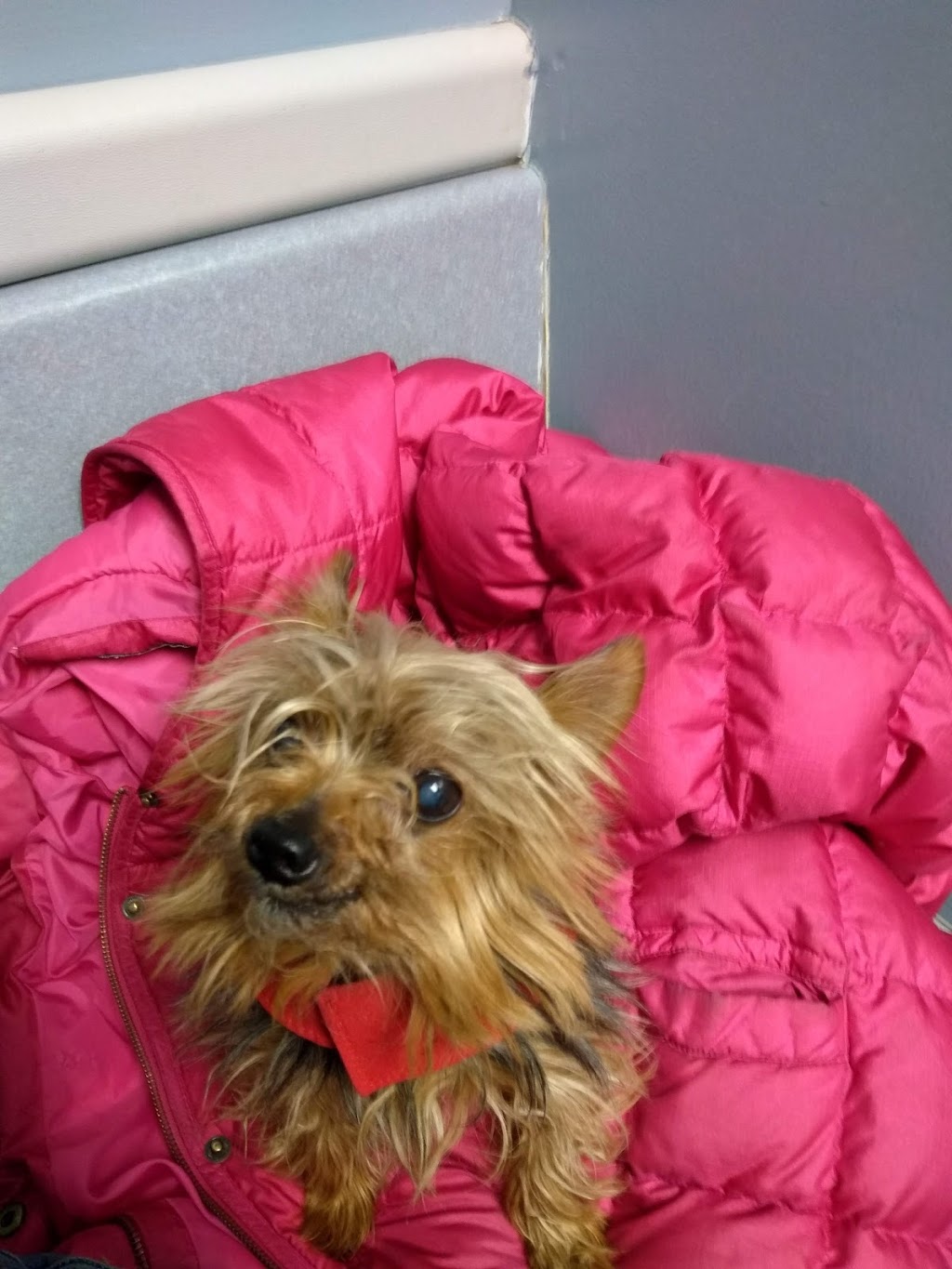 Yale Veterinary Hospital | 10930 Yale Rd, Brockway, MI 48097, USA | Phone: (810) 387-4370