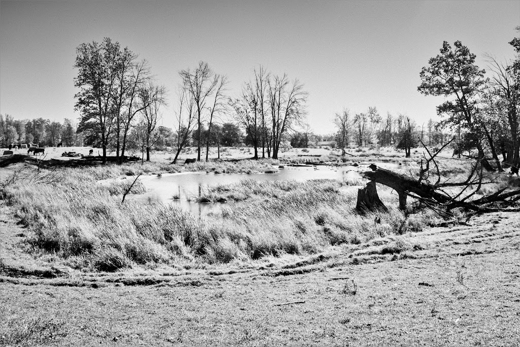 Drynan Regional Forest | 1226 Dumfries Rd, Ayr, ON N0B 1E0, Canada