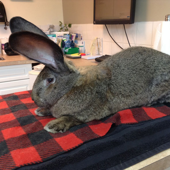 Arrowhead Veterinary Centre | 118 2 Ave W, Cochrane, AB T4C 2E7, Canada | Phone: (403) 932-2370