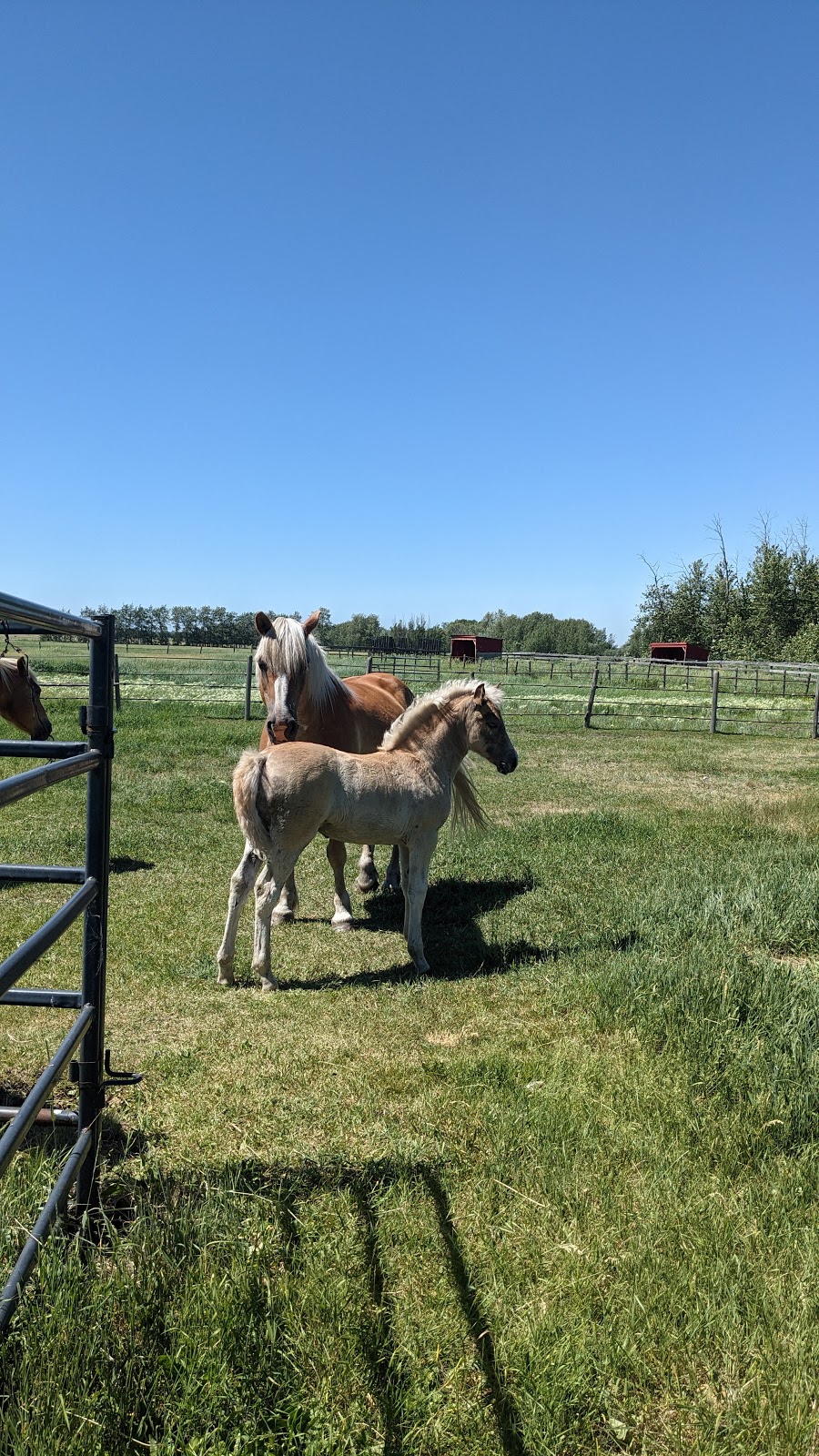 Chesla Farms | RR231 HWY28, Gibbons, AB T0A 1N0, Canada | Phone: (780) 942-4491
