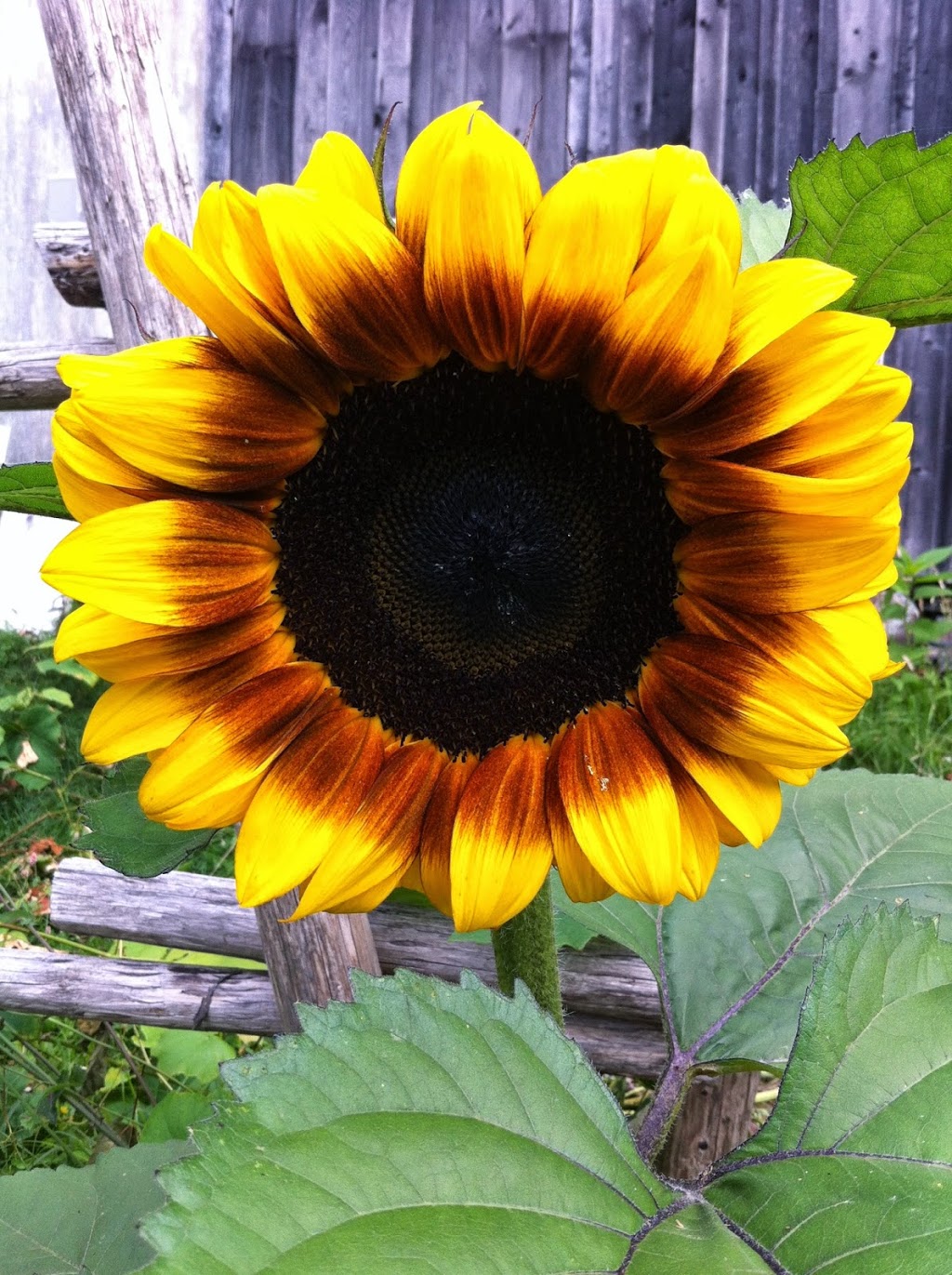 Lahave River Berry Farm Inc. | 5216 NS-332, Middle LaHave, NS B4V 3L9, Canada | Phone: (902) 766-4534