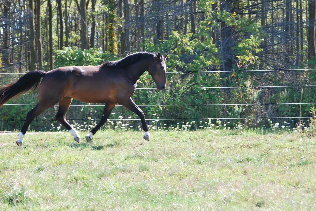 Sand Cherry Stables | 1983 S Malden Rd, Essex, ON N8M 2X5, Canada | Phone: (519) 919-9760