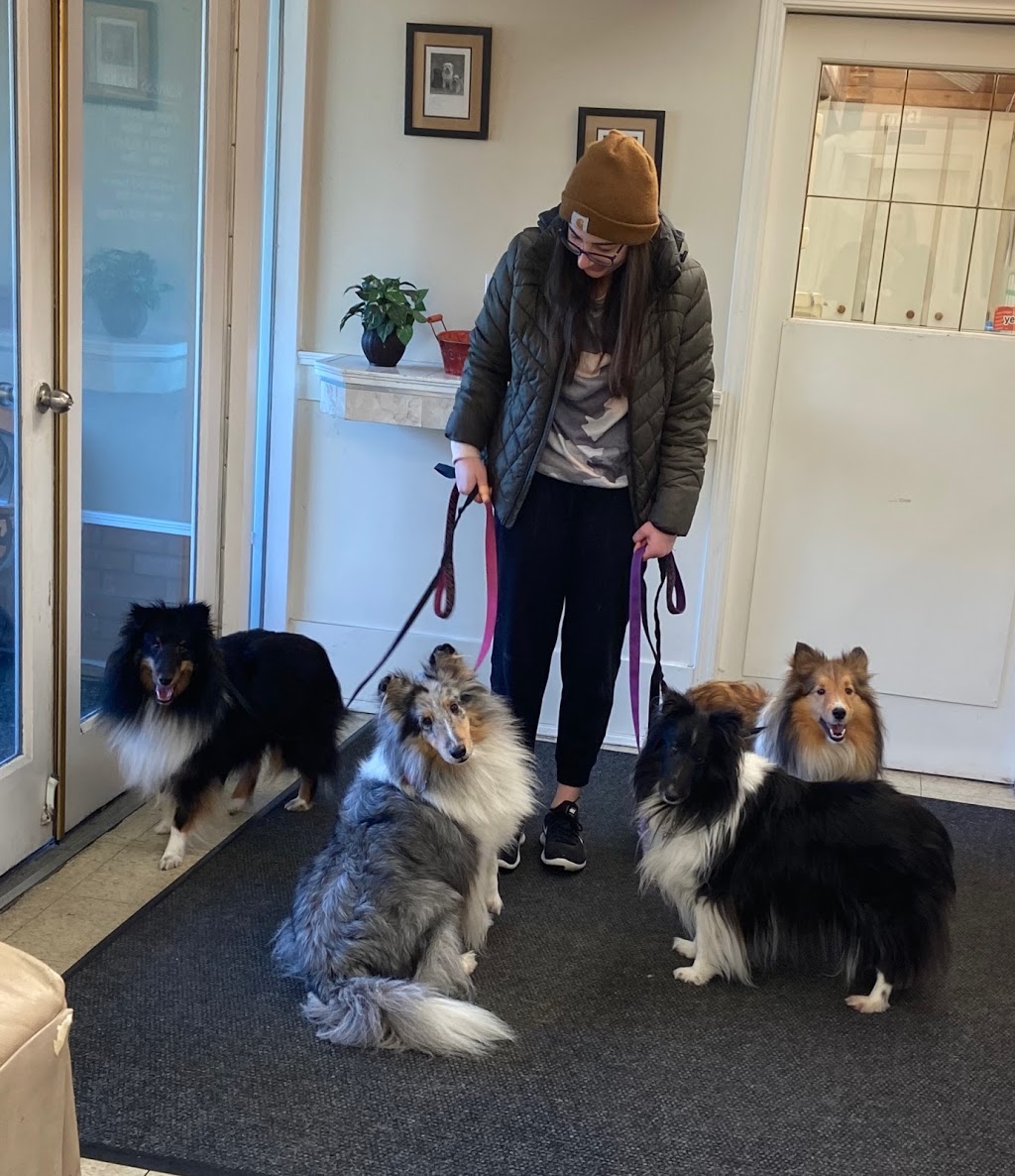 Rondivills Kennel | 6688 Willingdon Ave #301, Burnaby, BC V5H 2V8, Canada | Phone: (604) 278-7181