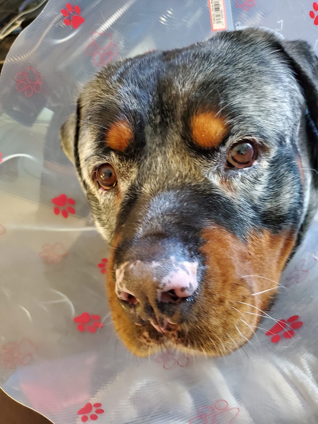 Southeastern Ontario Spay Neuter Clinic | 764 Old Highway 2, Trenton, ON K8V 5P5, Canada | Phone: (613) 392-7729