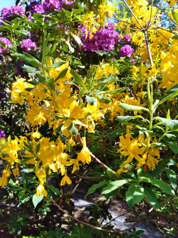 BNN RHODODENDRONS NURSERY | 43204 Honeysuckle Dr, Chilliwack, BC V2R 4A4, Canada | Phone: (604) 795-2354