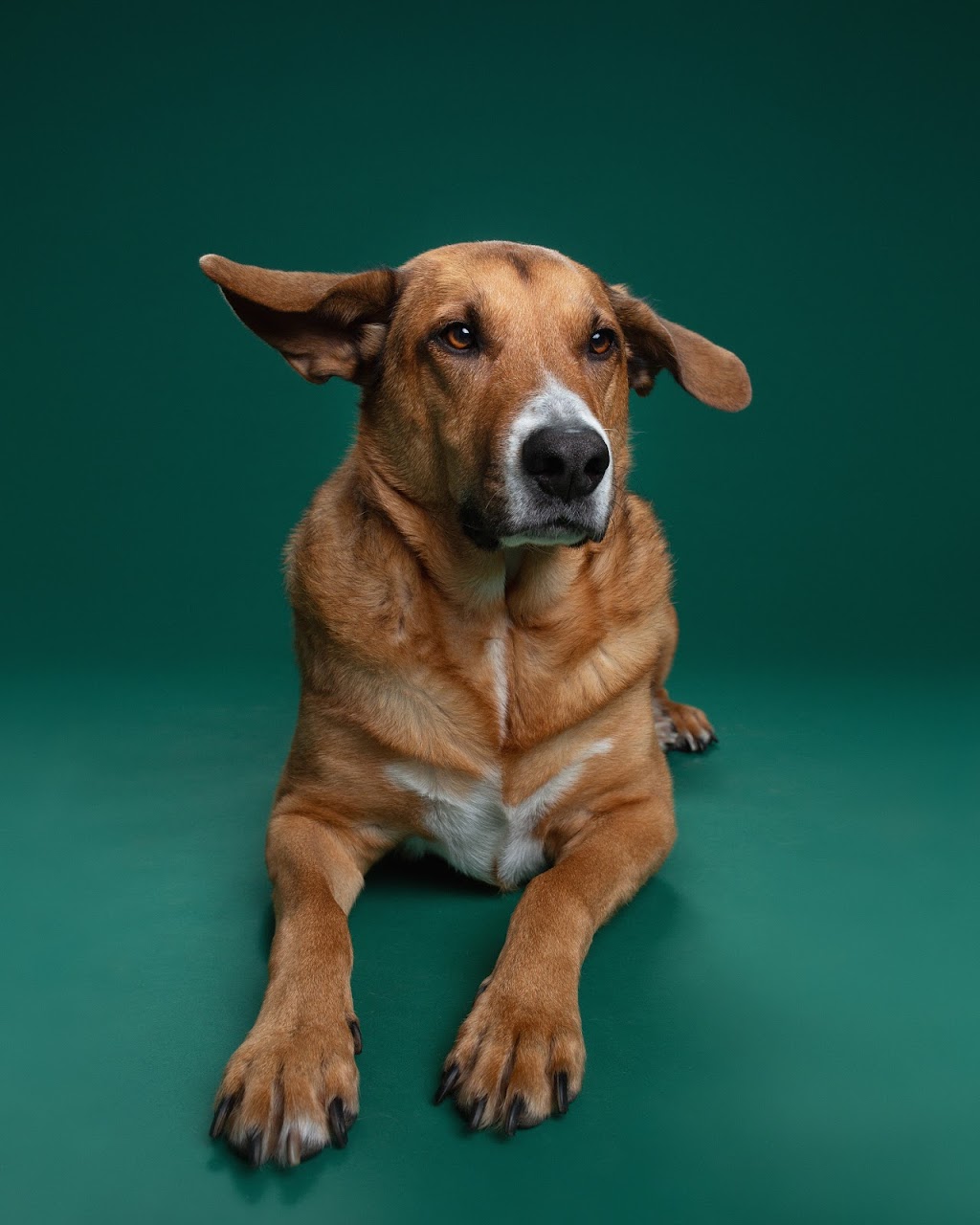 Muttshot Studio | 10 Poplar Plains Crescent, Toronto, ON M4V 1E8, Canada | Phone: (647) 453-2097
