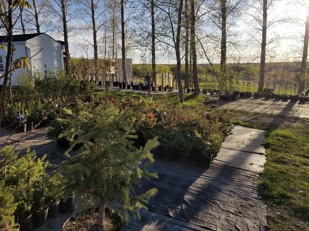 Koinonia Nursery | Box 51, Sidney, MB R0H 1L0, Canada | Phone: (204) 872-2255