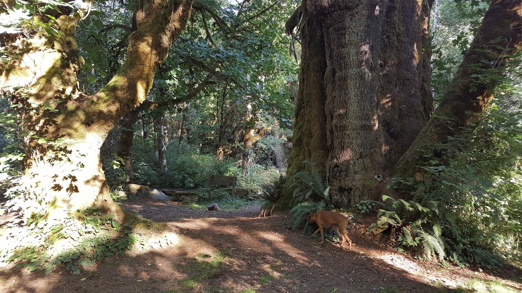 San Juan River Campsite | Juan de Fuca, BC V0S, Canada | Phone: (250) 701-1976