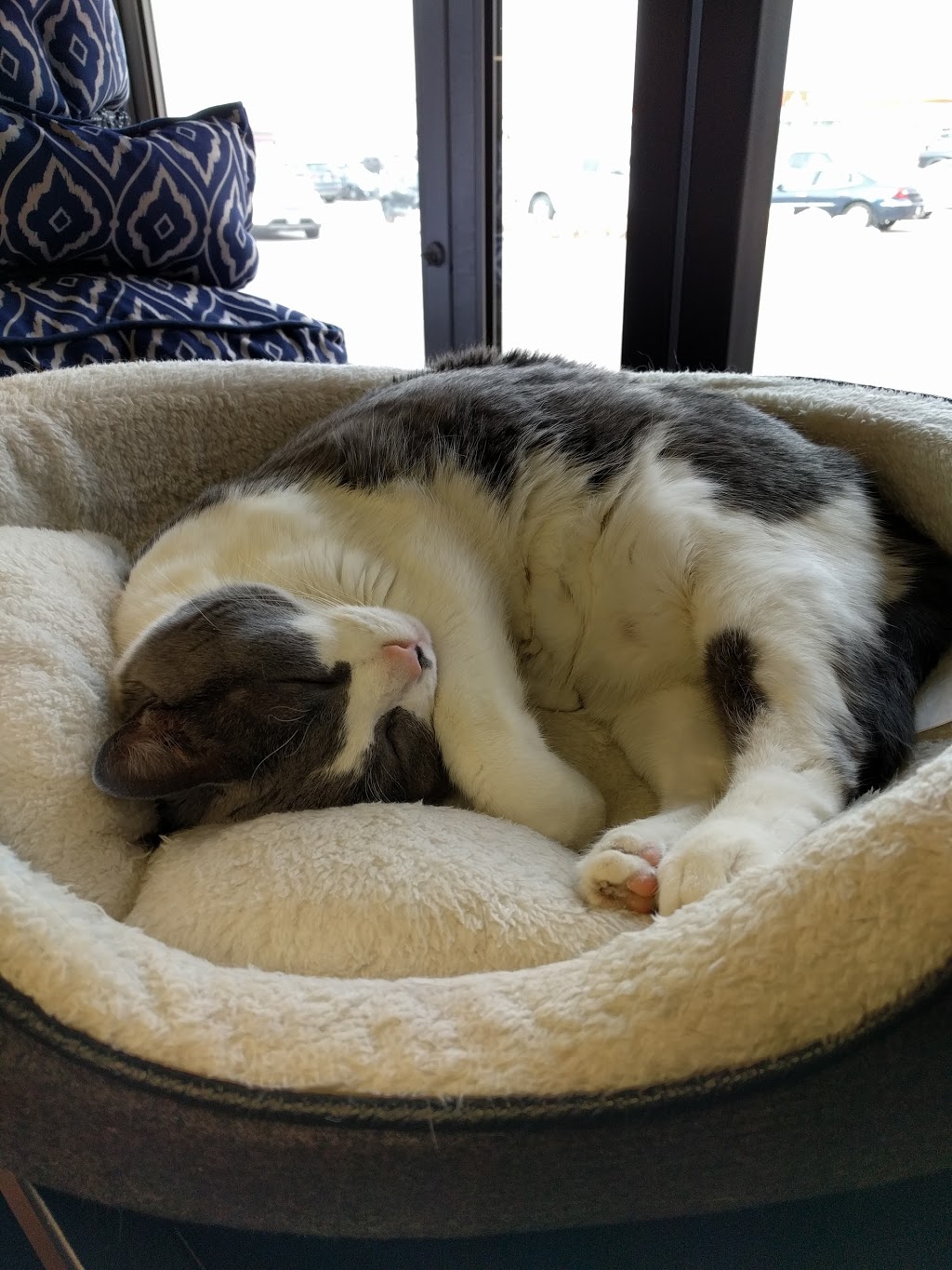 Pet Valu | 3300 Portage Ave, Winnipeg, MB R3K 0Z1, Canada | Phone: (204) 837-3227