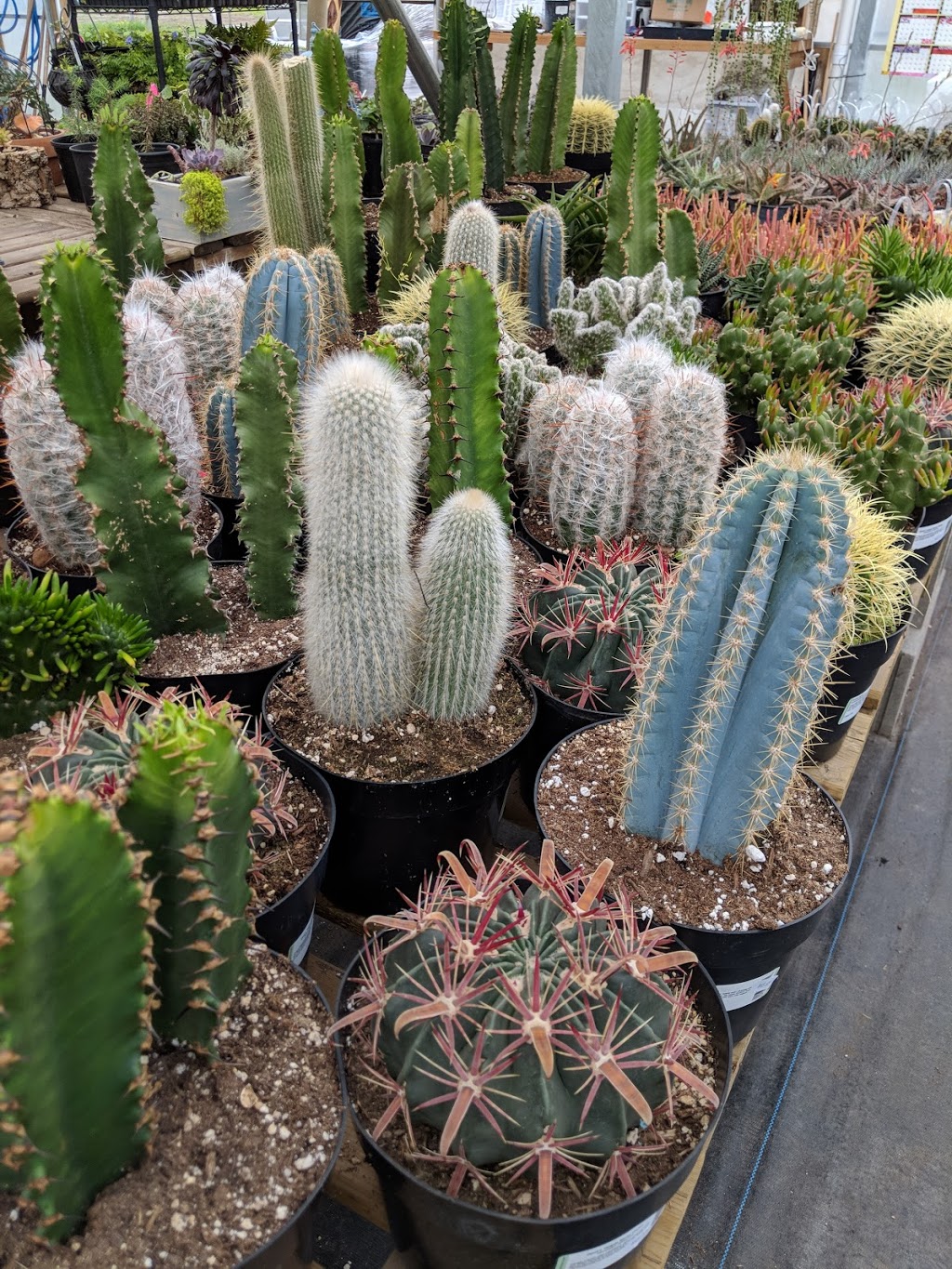 Better Earth Gardens & Tropicals | 1629 K. L. O. Rd, Kelowna, BC V1W 3P3, Canada | Phone: (250) 861-1881