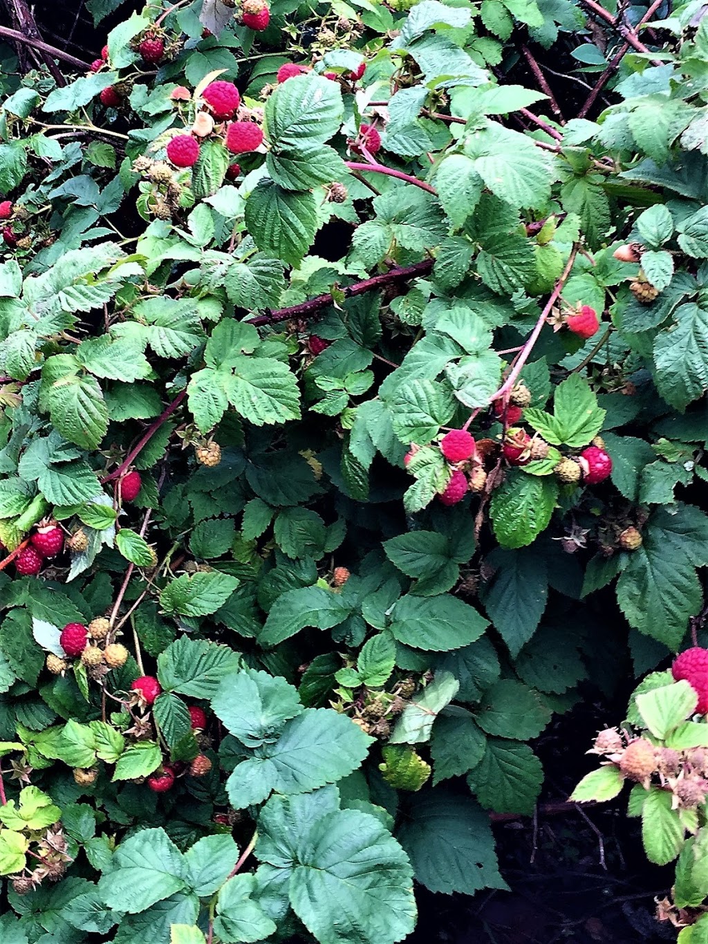Crystal Beach Orchards | Railway Ave., Harris, SK S0L 1K0, Canada | Phone: (306) 270-5699