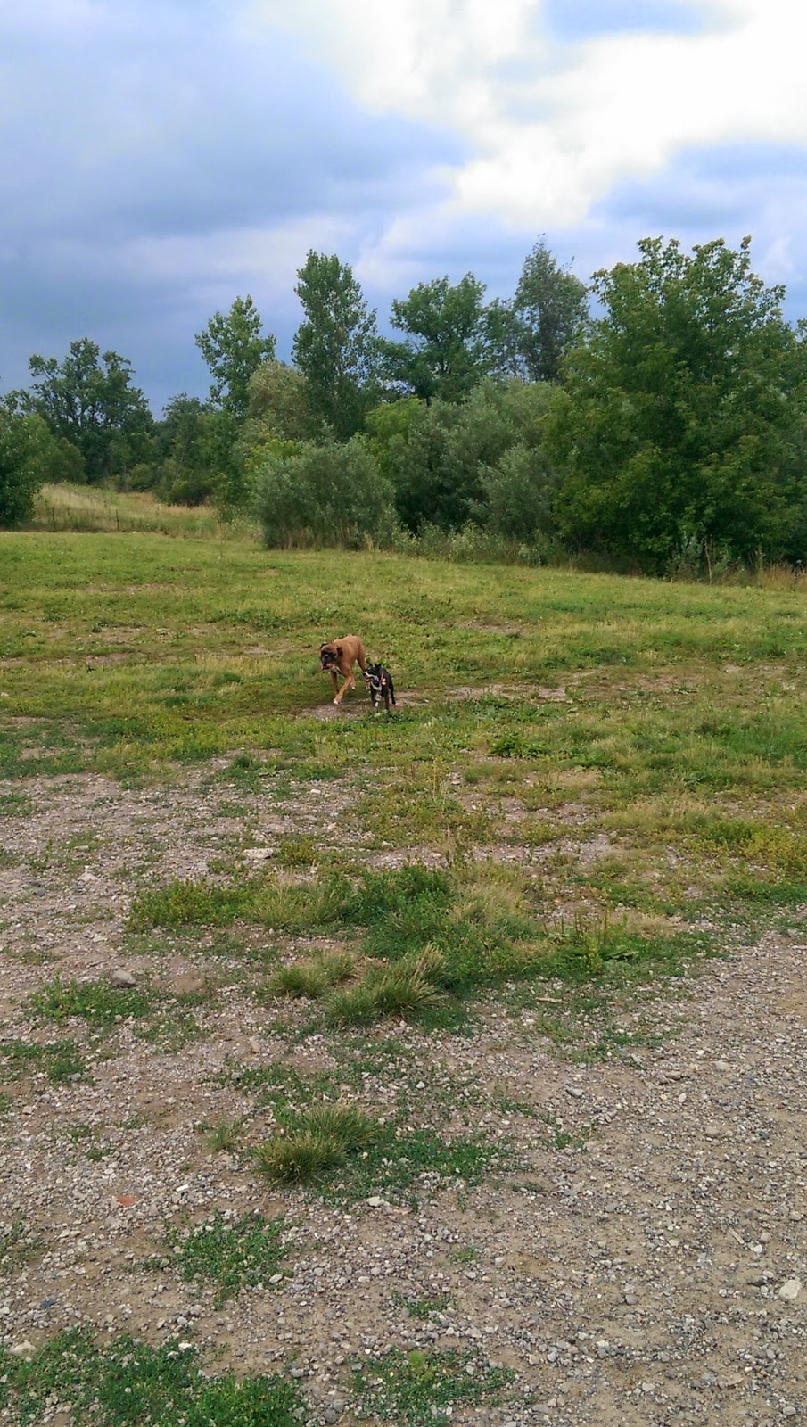Hamilton/Burlington SPCA Dog Park | 245 Dartnall Rd, Hamilton, ON L8W 3V9, Canada | Phone: (905) 574-7722