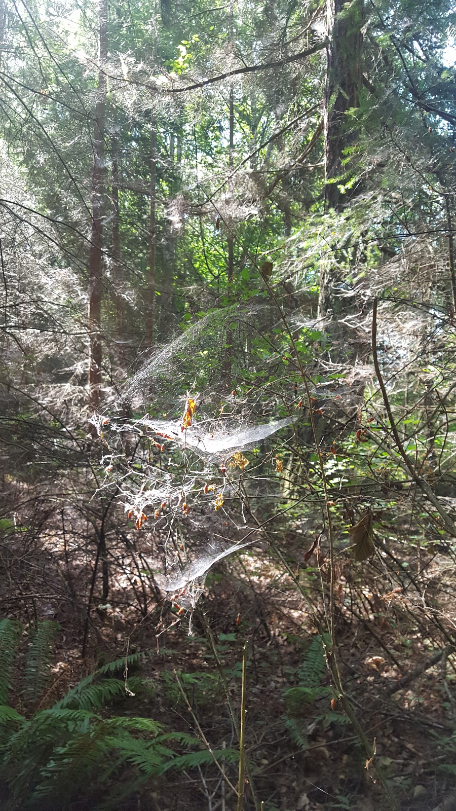 Otto Preserve | 3560 Sunrise Rd, Lummi Island, WA 98262, USA