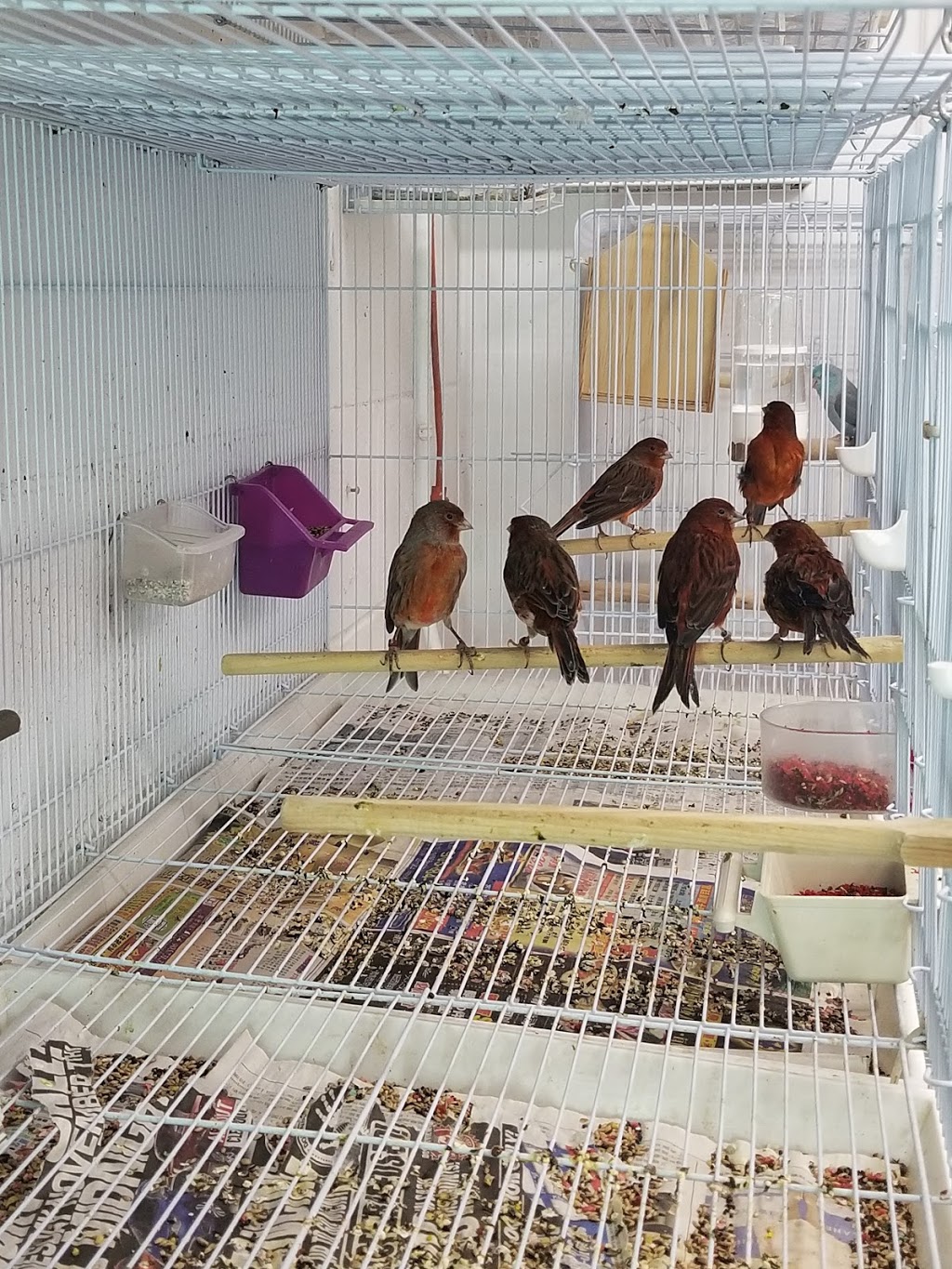My Friend the Canary | 2655 Lawrence Ave E, Scarborough, ON M1P 2S2, Canada | Phone: (647) 550-0944