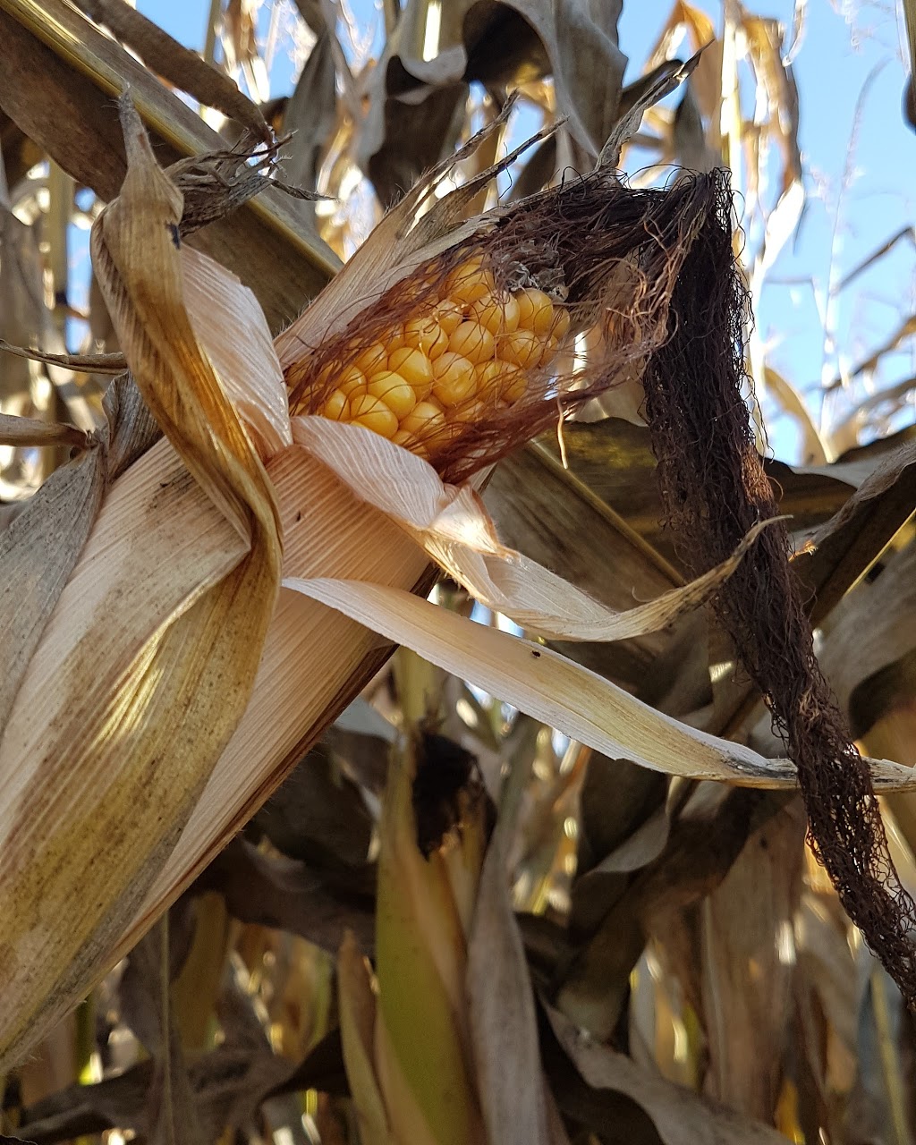 Galeys Cornmaze N Market | 4150 Blenkinsop Rd, Victoria, BC V8X 2C4, Canada | Phone: (250) 477-5713