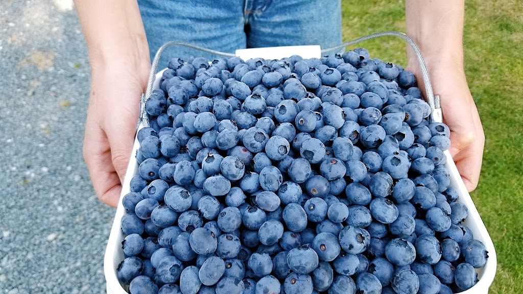 Country’s Edge Blueberry Farm | 200 Columbia Valley Rd, Lindell Beach, BC V2R 4X6, Canada | Phone: (604) 847-0481