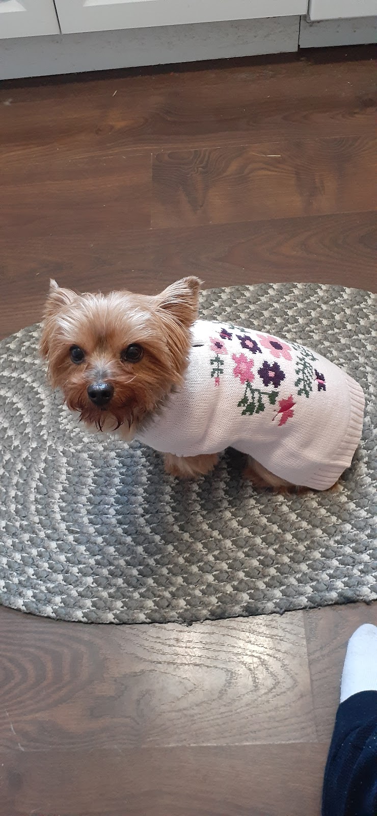 Ranch Docs Veterinary Services Inc. | 82038, Range Rd 210, Lethbridge County, AB T1K 8H2, Canada | Phone: (403) 327-4658