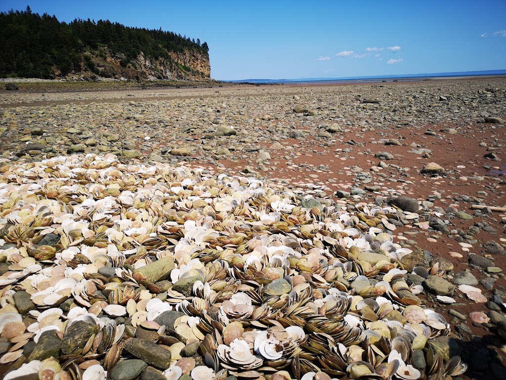 Alma Lobster Shop | 36 Shore Ln, Alma, NB E4H 1K4, Canada | Phone: (506) 887-1987