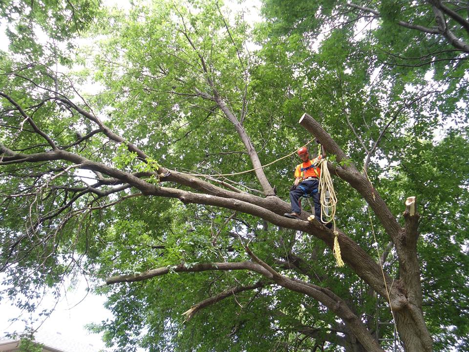 Davez Tree Service | 45 Cedar St, Collingwood, ON L9Y 3A4, Canada | Phone: (705) 606-6860