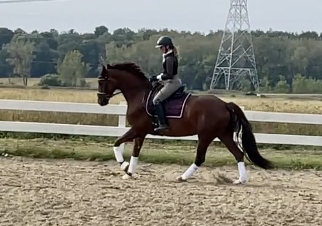 ZukaDressage | 133 Rue Jimmy, Sainte-Sophie, QC J5J 2Y3, Canada | Phone: (450) 752-7397