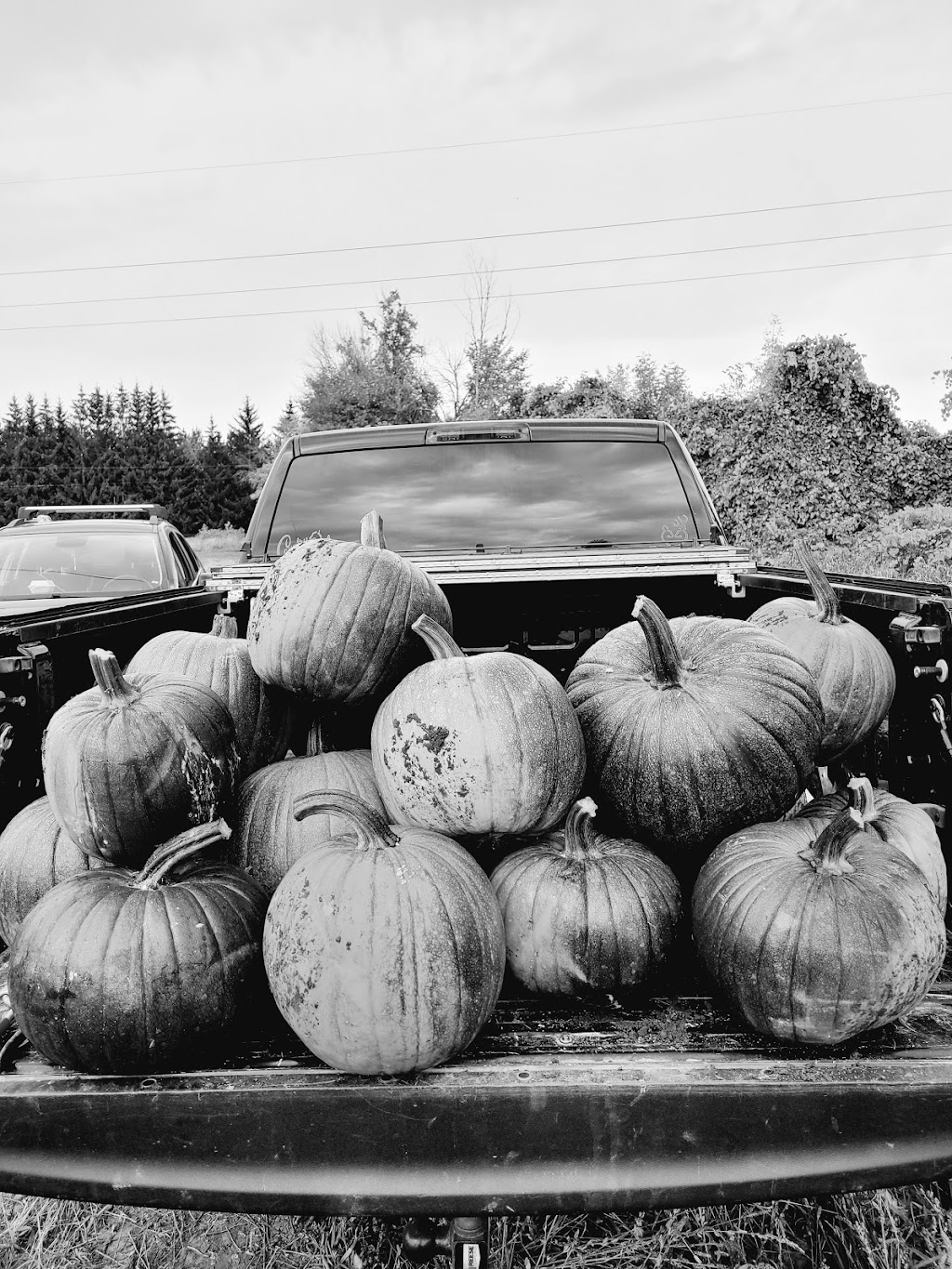 Lytles Organic Vegetables | 5135 Upper Dwyer Hill Rd, Arnprior, ON K7S 3G7, Canada | Phone: (613) 790-0037