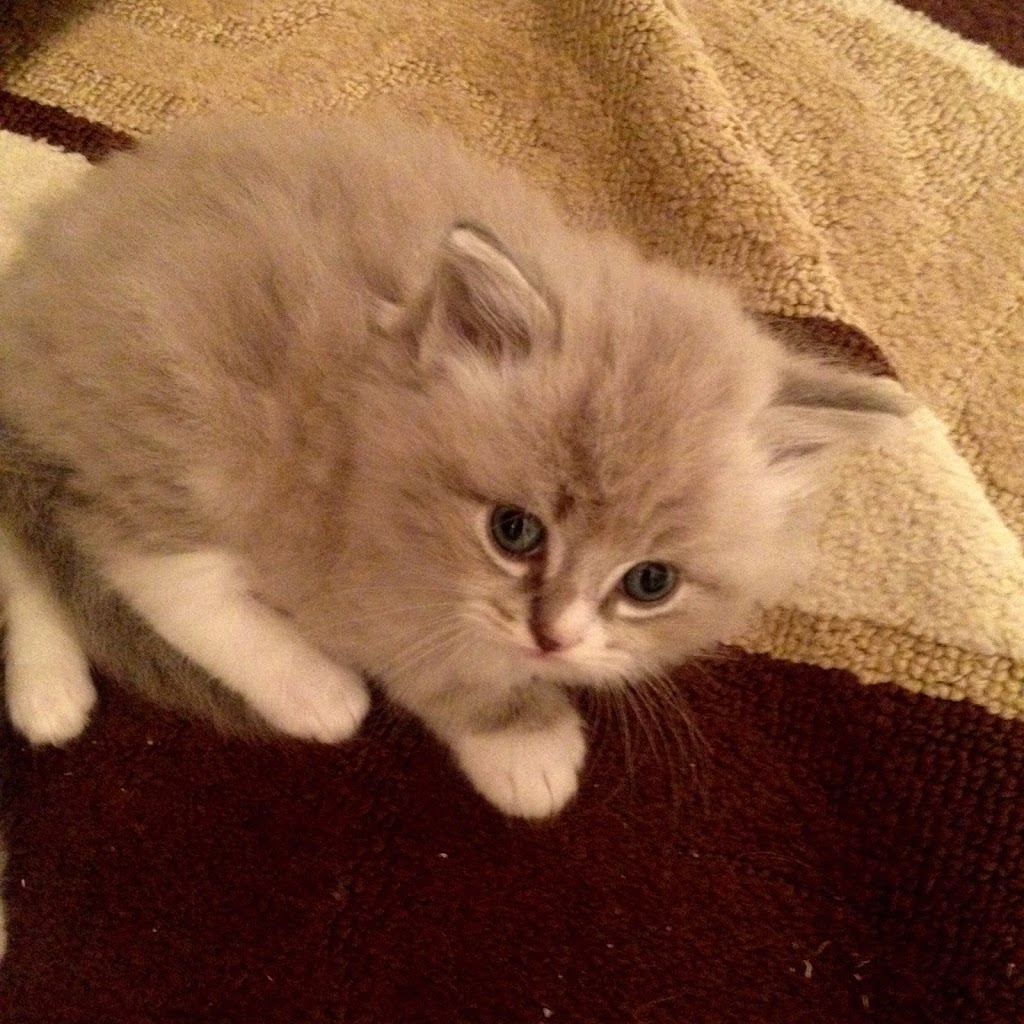 Enchanting Ragdolls | 265 Highway 3 RR# 2, Tillsonburg, ON N4G 4G7, Canada | Phone: (519) 842-0618