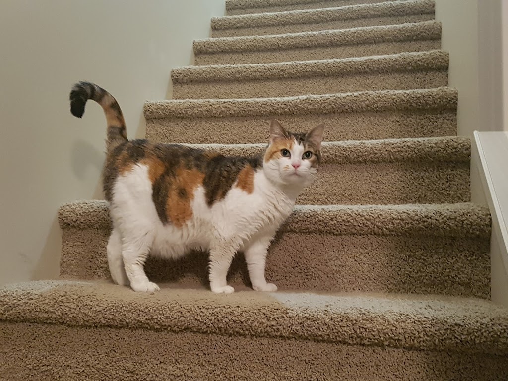 Not Home Alone Pet Services | 39 Porter Rd, Nanaimo, BC V9X 1B8, Canada | Phone: (250) 802-6614