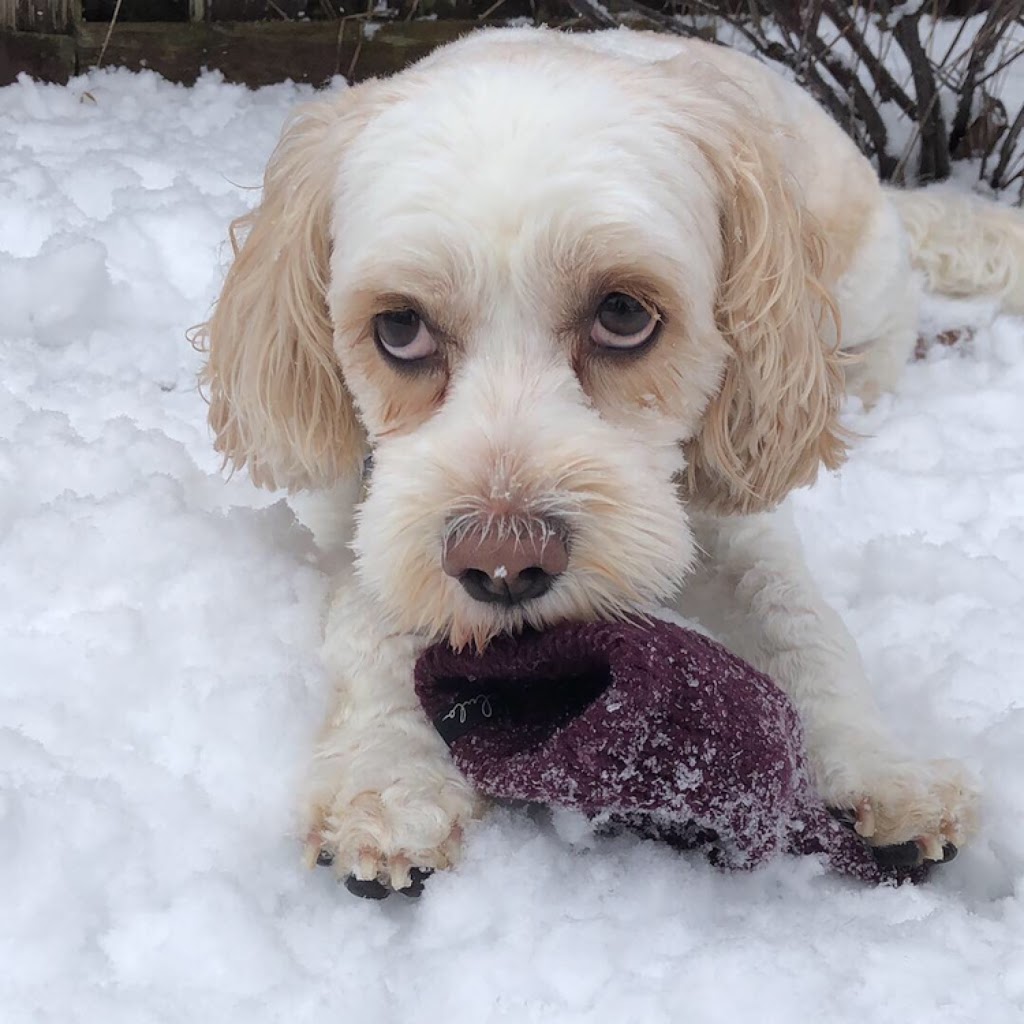 Fur Babies | 456 Vodden St E, Brampton, ON L6S 5V1, Canada | Phone: (905) 792-0428