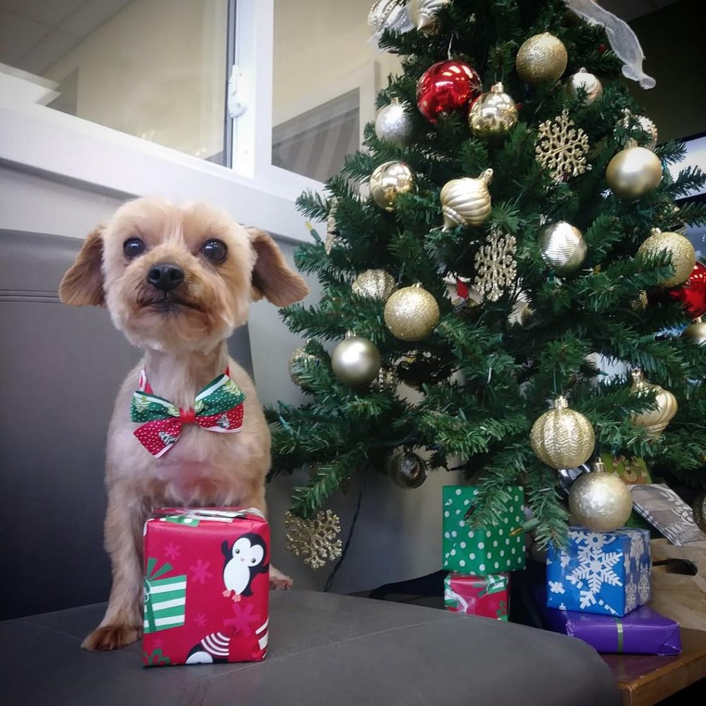 Dogs & Goddesses Inc. | 193 Sorauren Ave, Toronto, ON M6R 2E7, Canada | Phone: (416) 534-9090
