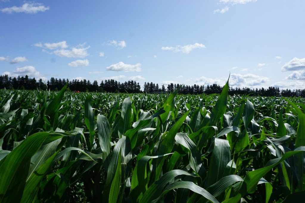 Bowden SunMaze | 34530 Range Rd 14, Bowden, AB T0M 0K0, Canada | Phone: (403) 224-3995