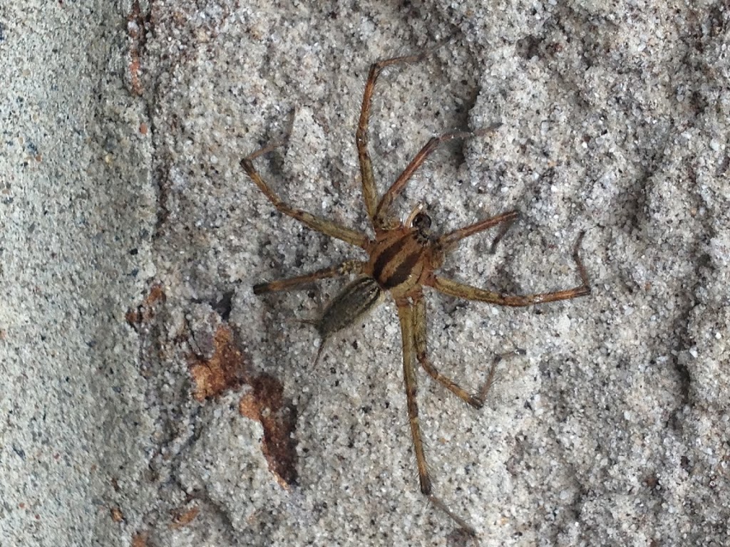 PROTEC Pest Control Lindsay | 87 Short Ave, Lindsay, ON K9V 1J5, Canada | Phone: (705) 308-7378