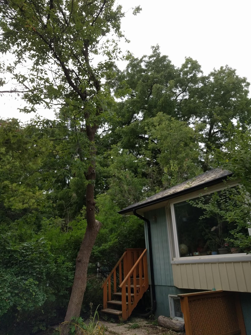 Caledon Tree Services | 750 Mt St Louis Rd E, Coldwater, ON L0K 1E0, Canada | Phone: (647) 965-5721