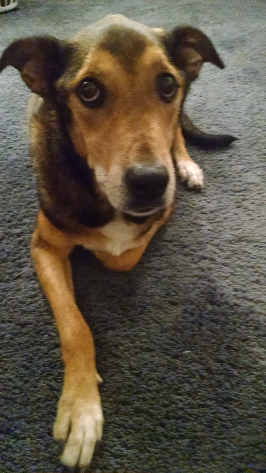 Yale Veterinary Hospital | 10930 Yale Rd, Brockway, MI 48097, USA | Phone: (810) 387-4370