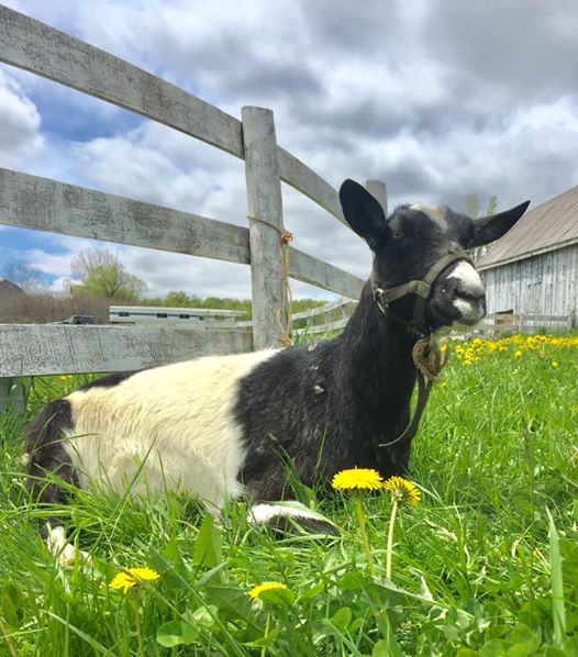 Silver Willow Farm Rescue | 528375, Side Rd 5, Mansfield, ON L0N 1M0, Canada | Phone: (705) 440-6160
