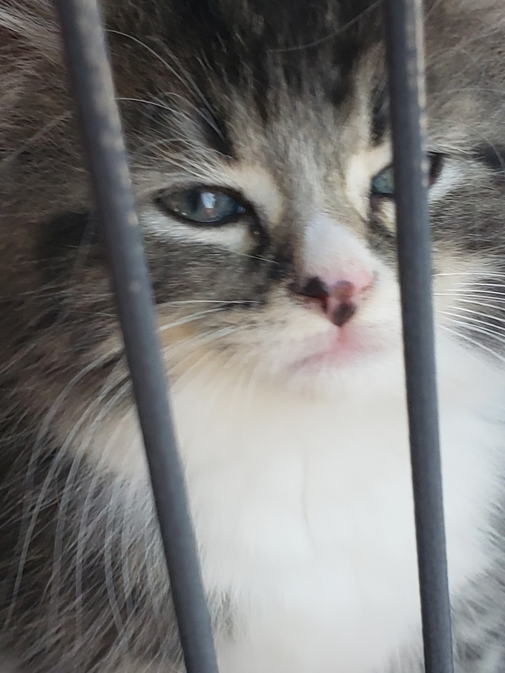Pet Valu | 38 George St Unit 130, New Glasgow, NS B2H 2K1, Canada | Phone: (902) 752-7531