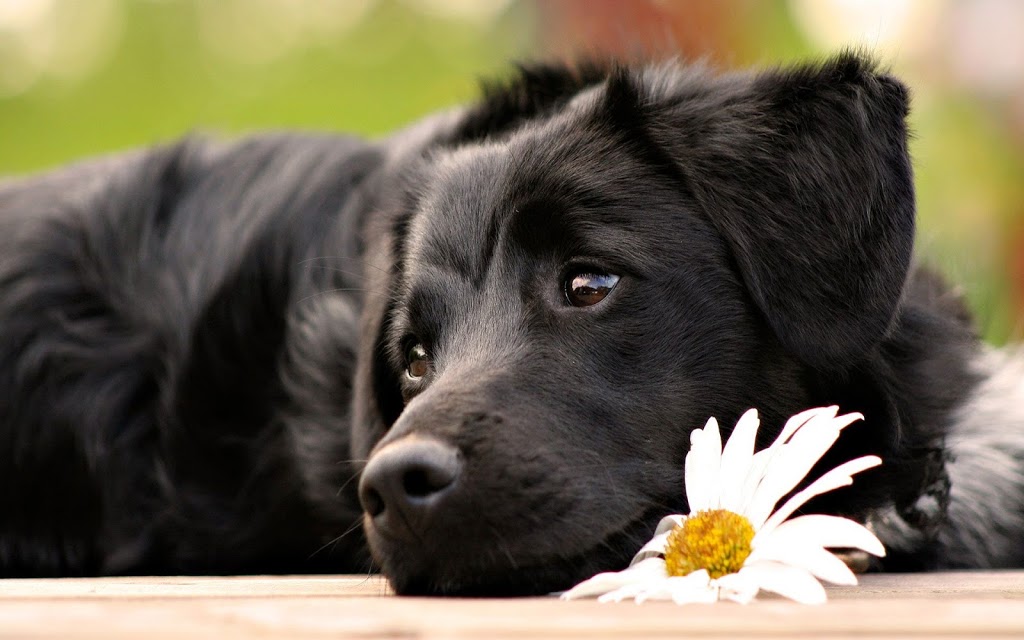Black Dog Boarding | 2580 45 Line, Gads Hill, ON N0K 1J0, Canada | Phone: (519) 273-7869