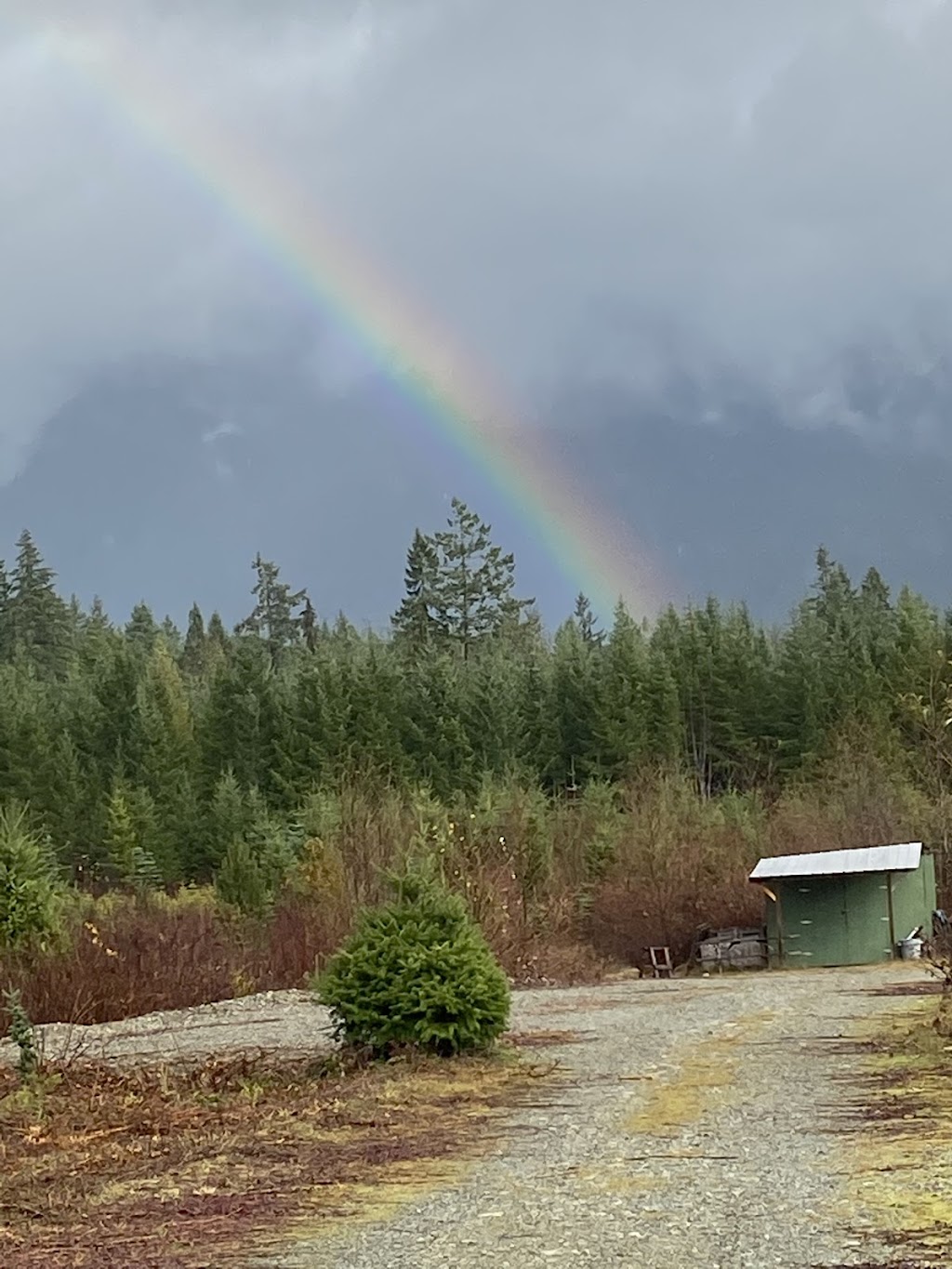 Alberni Christmas Trees | 7374 Airport Rd, Port Alberni, BC V9Y 8Y9, Canada | Phone: (403) 597-2269