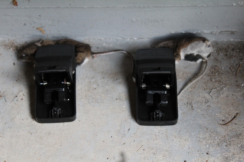 Pest Maven | 873 Hendecourt Rd, North Vancouver, BC V7K 2X5, Canada | Phone: (778) 378-7378