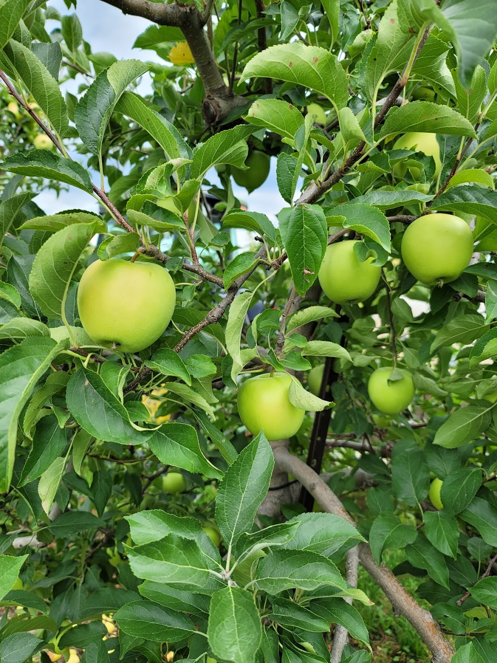 Simpson Orchards | 237 Mersea Road 5, Leamington, ON N8H 3V5, Canada | Phone: (519) 326-9459