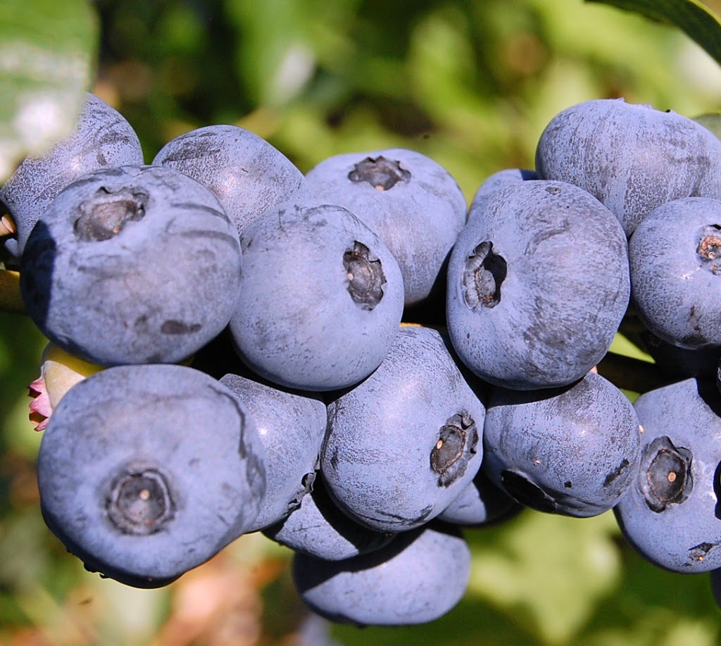 Bleuetière La Ptite Virée | 955 Route Dublin, Inverness, QC G0S 1K0, Canada | Phone: (418) 332-8831