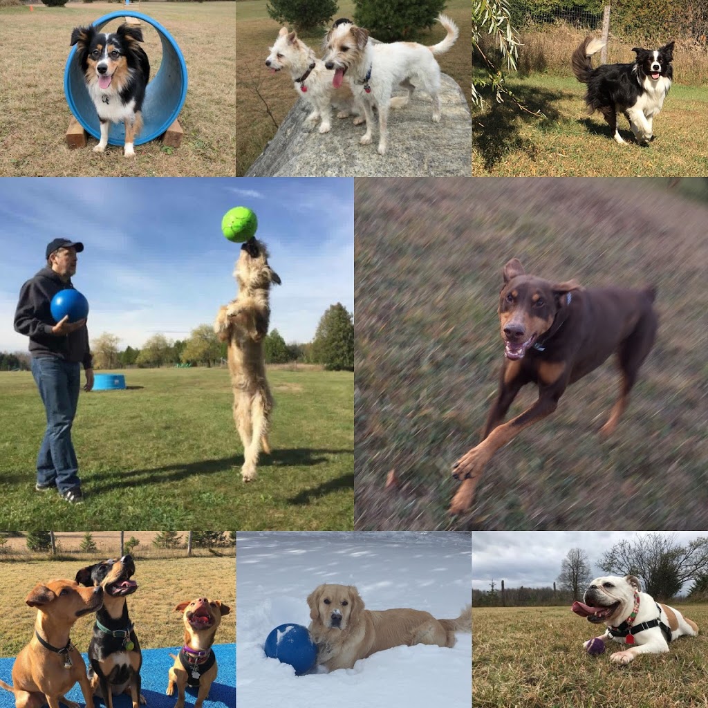 Country Canines Play Park Carp | 112 Delaney Dr, Carp, ON K0A 1L0, Canada | Phone: (613) 878-2309